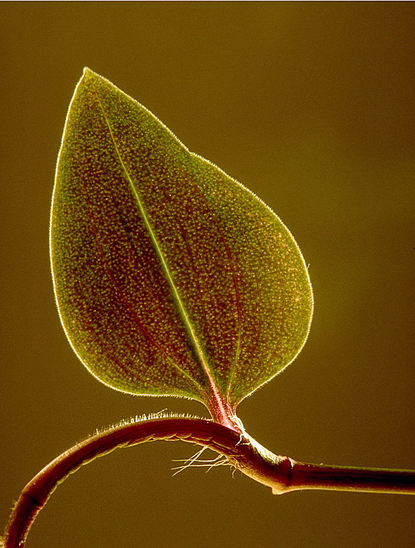 Blatt IMG0024_BildgrÃ¶ÃŸe Ã¤ndern.jpg